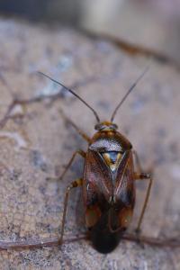 <i>Lygus pratensis</i>