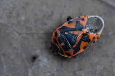 <i>Eurydema ornata</i>