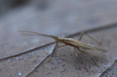 <i>Stenodema laevigata</i>