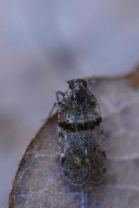 <i>Cixius</i>