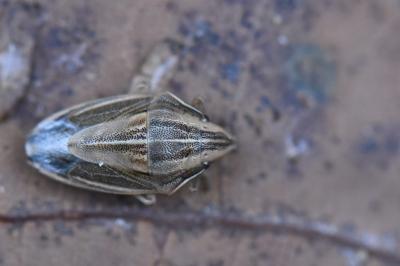 <i>Aelia acuminata</i>