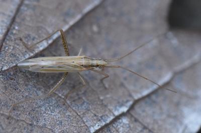 <i>Stenodema laevigata</i>