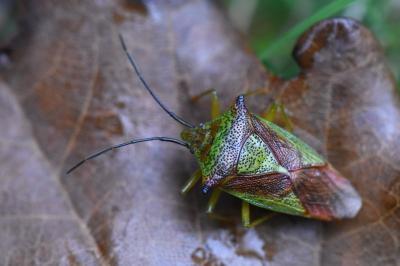 <i>Acanthosoma haemorrhoidale</i>