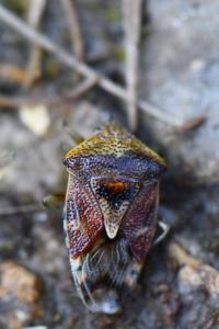 <i>Elasmucha grisea</i>