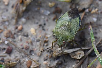 <i>Palomena prasina</i>