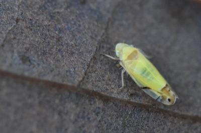 <i>Eurhadina</i>