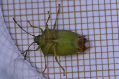 <i>Elasmostethus interstinctus</i>
