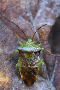 <i>Elasmostethus interstinctus</i>