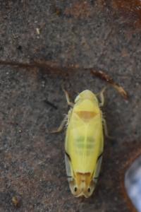 <i>Eurhadina</i>