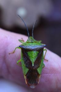 <i>Acanthosoma haemorrhoidale</i>