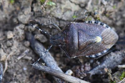 <i>Dolycoris baccarum</i>