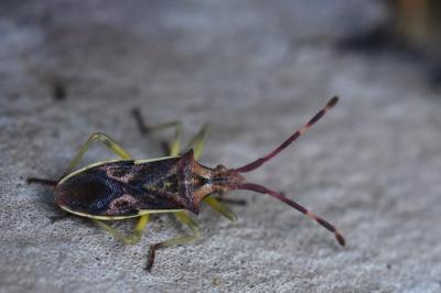 <i>Gonocerus juniperi</i>