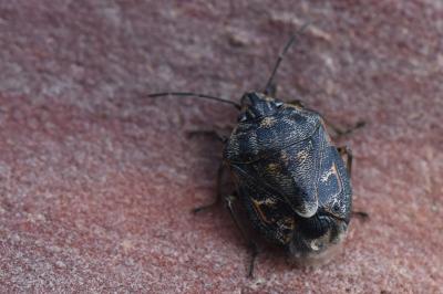 <i>Holcogaster fibulata</i>