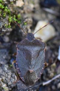 <i>Palomena prasina</i>
