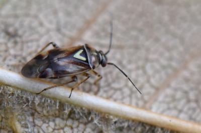 <i>Orthops</i>
