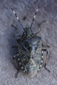 <i>Rhaphigaster nebulosa</i>