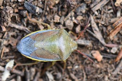 <i>Piezodorus lituratus</i>