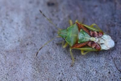 Cyphostethus tristriatus