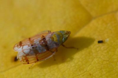 Japananus hyalinus