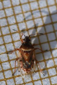 <i>Kleidocerys resedae</i>