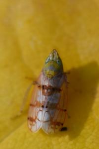 <i>Japananus hyalinus</i>