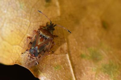 <i>Kleidocerys resedae</i>