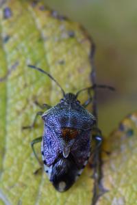 <i>Elasmucha grisea</i>