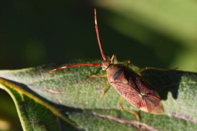 <i>Pantilius tunicatus</i>