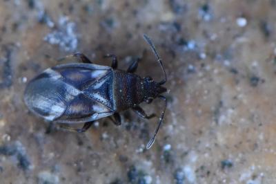 <i>Oxycarenus modestus</i>