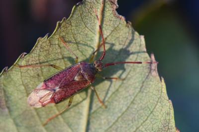 <i>Pantilius tunicatus</i>