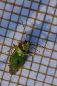 <i>Pinalitus cervinus</i>