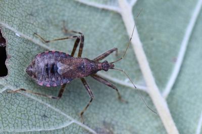 <i>Himacerus apterus</i>