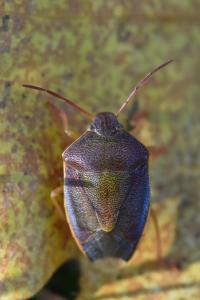 <i>Piezodorus lituratus</i>