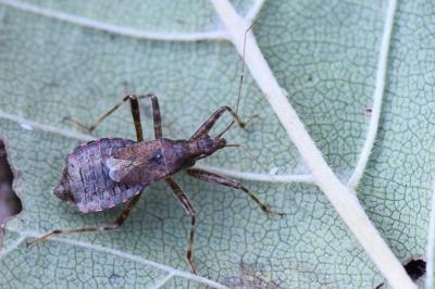 <i>Himacerus apterus</i>