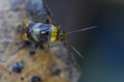 <i>Pinalitus viscicola</i>