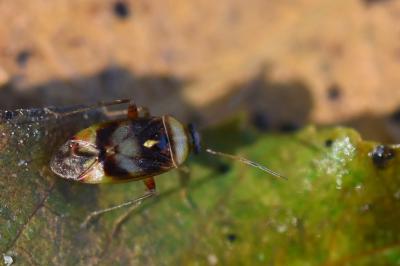 <i>Pinalitus viscicola</i>