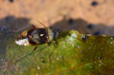 <i>Pinalitus viscicola</i>