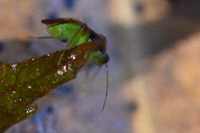 <i>Pinalitus viscicola</i>