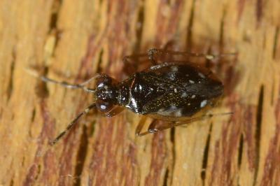 Chartoscirta elegantula