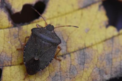 <i>Palomena prasina</i>