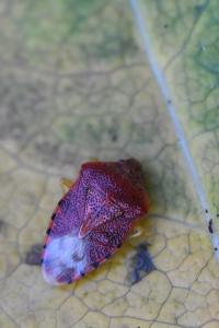 <i>Elasmucha grisea</i>