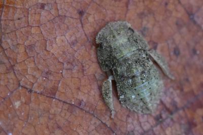 <i>Ledra aurita</i>