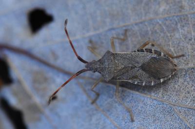 <i>Gonocerus acuteangulatus</i>