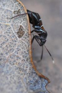 <i>Pilophorus cinnamopterus</i>
