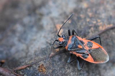 <i>Corizus hyoscyami</i>