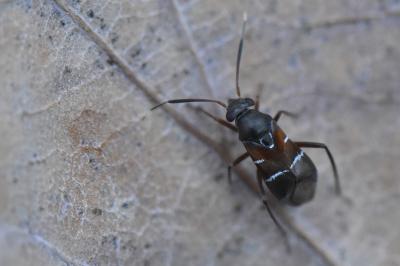 <i>Pilophorus cinnamopterus</i>
