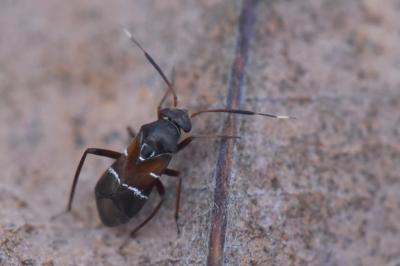 <i>Pilophorus cinnamopterus</i>