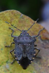 <i>Troilus luridus</i>