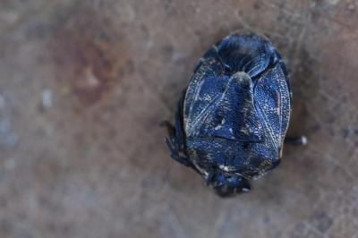 <i>Holcogaster fibulata</i>