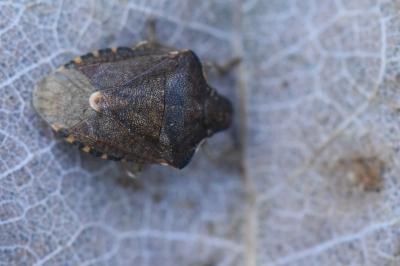 <i>Peribalus strictus</i>